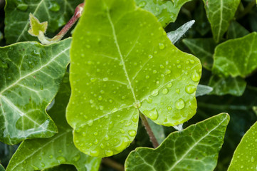 gouttes de pluie sur feuilles de lierre