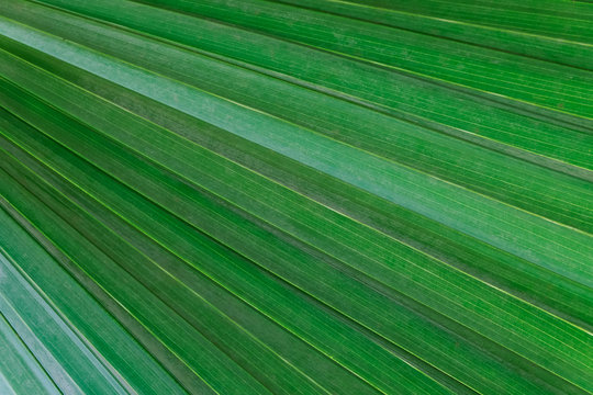 close up leaves greem background