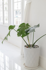 Beautiful White Mable With Green Plant On Top