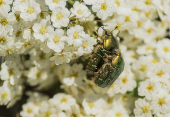 Insectes - Chartreuse - Isère.