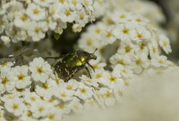 Insectes - Chartreuse - Isère.