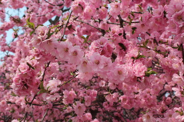 Pink Blossoms in Spring on the Tibetan Plateau, Xining City Qinghai China Asia