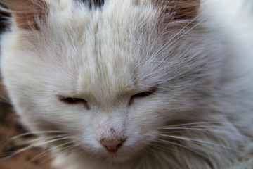 Fototapeta premium Portrait of fluffy cat closeup