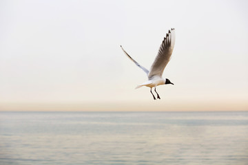 Fototapeta na wymiar Sea vie with a flying gull.Flying gull on a beach in Spain Barcelona.