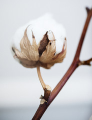 Cotton dried plant 