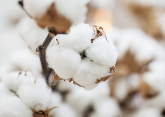 Cotton dried plant 