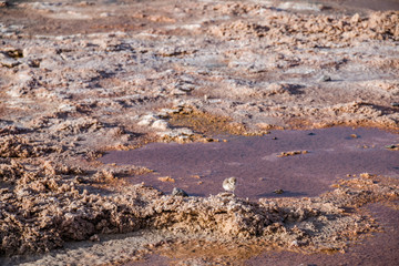 Fototapeta na wymiar Andean puna plover (Charadrius alticola) bird in Chaxa lagoon, Atacama desert, Chile