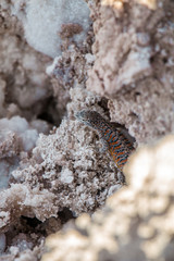 Lizard at Chaxa Lagoon, Chile