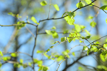 fresh spring birch leaves