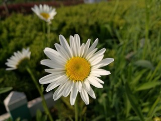 Fototapeta premium white flowers