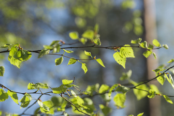 fresh spring birch leaves