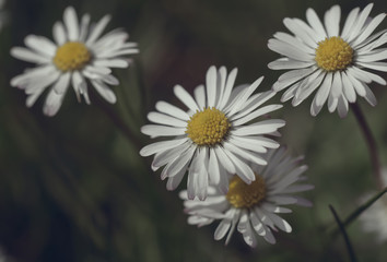 Obraz premium Blumen