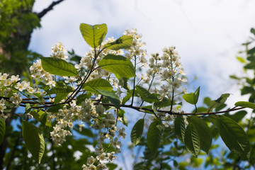 bird cherry flowers