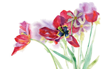 Watercolor tulips.
Watercolor pattern on a white background. Bouquet of tulips with daffodils