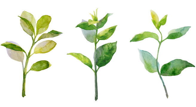 Young green twigs.
Watercolor drawing. Young green twigs with leaves. Isolated objects on white background