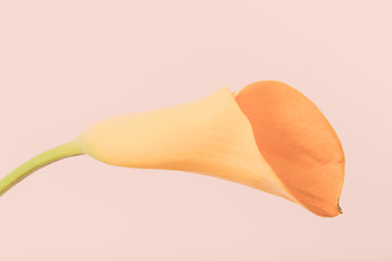 Flower calla lily on a light background. Toned