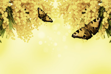 Mimosa flower with butterfly on yellow background