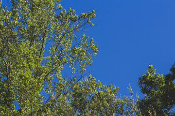 Trees and Sky