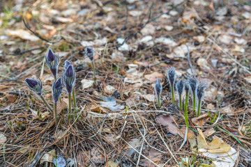 sprouts of the snowdrop