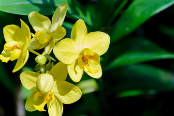 Fototapeta na wymiar orchid flowers with natural background in the garden