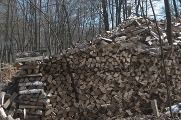 Stack of wood in a forest