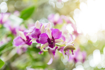 violet orchid flowers with natural background in the garden