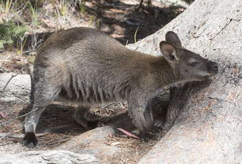 Wallaby in  Freycinet National Park, Tasmania,Australia.