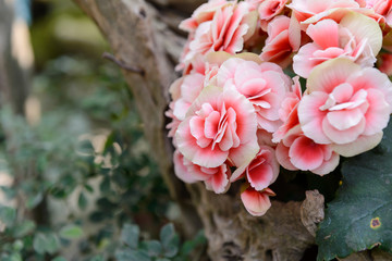 Beautiful Kalanchoe flower in the garden
