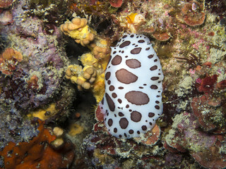 Small animals submarines