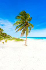 Obraz na płótnie Canvas Paradise beach with beautiful palm trees - Caribbean sea in Mexico - Riviera Maya