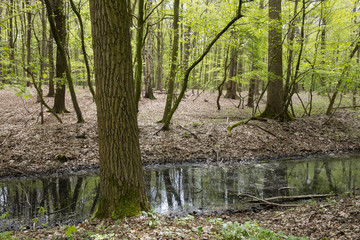 LauBwald im Frühling, Naturschutzgebiet Beversee, Bergkamen, Nordrhein-Westfalen, Deutschland, Europa