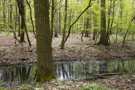 LauBwald im Fr&uuml;hling, Naturschutzgebiet Beversee, Bergkamen, Nordrhein-Westfalen, Deutschland, Europa
