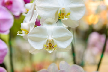 white orchid flowers with natural background in the garden