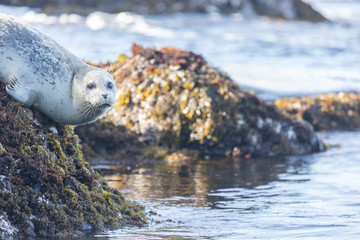 Spotted Adult Male Harbor Seal (Phoca vitulina) hanging on a rock. Point Lobos State Natural Reserve, Monterey Coast, California, USA.