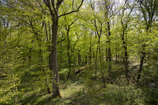 Buchenwald im Fr&uuml;hling, Naturschutzgebiet Beversee, Bergkamen, Nordrhein-Westfalen, Deutschland, Europa