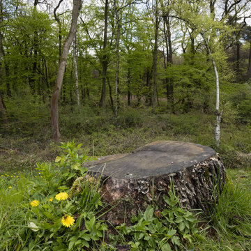 Baumstumpf mit L&ouml;wenzahn im Laubwald, Naturschutzgebiet Beversee, Bergkamen, Nordrhein-Westfalen, Deutschland, Europa