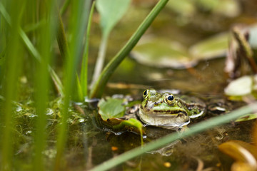 Teichfrosch (Pelophylax kl. esculentus)
