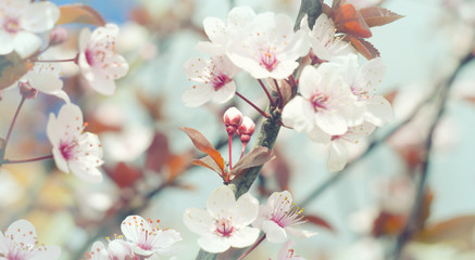 Obraz na płótnie Canvas Beautiful flowers on a tree branch. Spring Background. Blossom tree