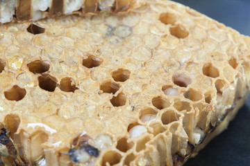 close up honeycomb and honey on  background