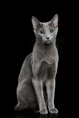 Russian blue Cat Sitting on Isolated Black Background - obrazy, fototapety, plakaty