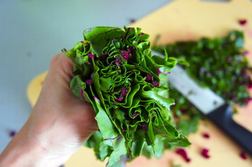 In a female hand sliced young beet leaves close-up