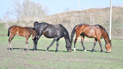 Horses at the farm