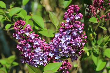 Fleurs de lilas