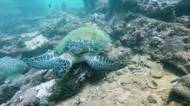 Sea Turtle at Arabian Sea, Oman - 4K Video