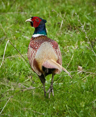 Fototapeta premium Male pheasant in grass