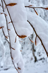 Late spring snow on buds
