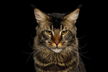 Portrait of Big Maine Coon Cat Angry Looking in Camera Isolated on Black Background, Front view