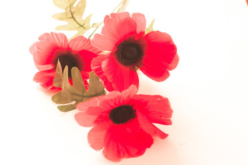 Red poppies on white background concept.