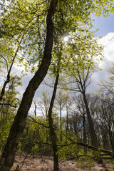 Laubwald im Frühling, Nordrhein-Westfalen, Deutschland, Europa