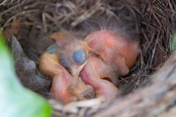 amsel Chicks - tiny newborn Amsel birds Chicks in the nest -  close up